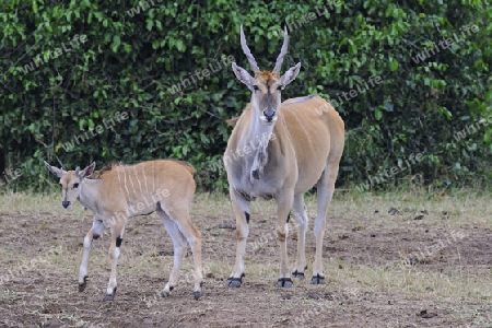 Elenantilope (Taurotragus oryx), Mutter mit Jungtier, Masai Mara National Reserve, Kenia, Ostafrika, Afrika