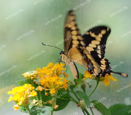 Schmetterling Schwalbenschwanz