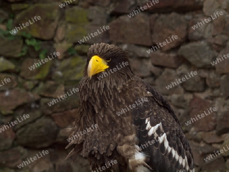 Riesenseeadler vor Steinmauer