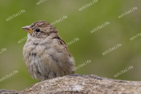 Haussperling (Passer domesticus)