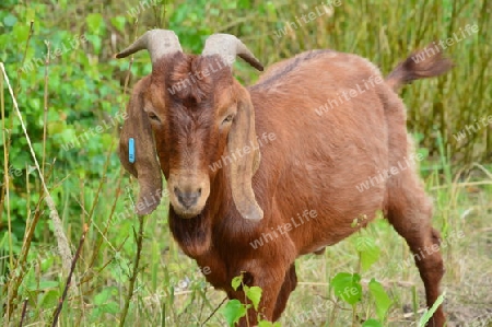 Burenziegenbock