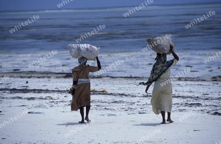 Eine Frau arbeitet auf ihrer Seegras Plantage an der Ostkuester der Insel Zanzibar oestlich von Tansania im Indischen Ozean.