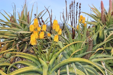 Bl?hende Aloe Pflanzen