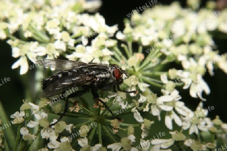 Schmei?fliege (Calliphoridae)