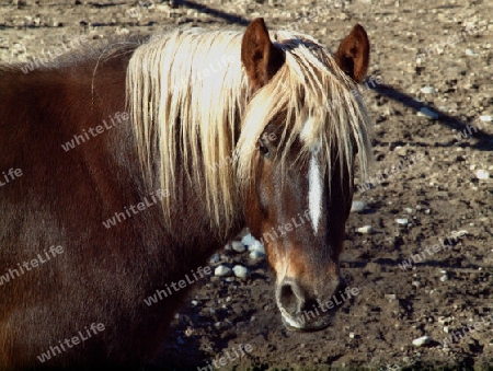 Schoener Brauner mit blonder Maehne schaut uns an