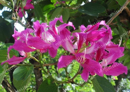 Orchideenbaum - Bauhinia variegata