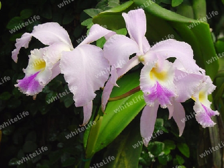 Orchidee - Catteleya Hybride