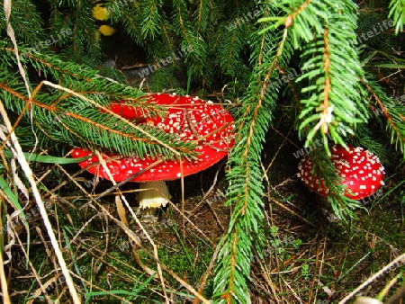 Fliegenpilz unter Tannenzweigen