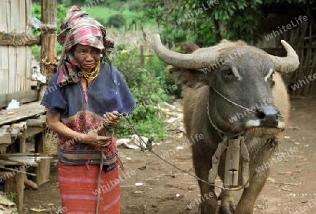 Traditionell gekleidete Frau von einem Stamm der Lahu oder Lisu beim Dof Chiang Dao noerdlich von Chiang Mai im Norden von Thailand.