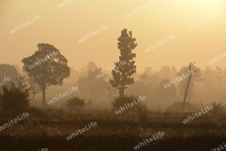 Die Landwirtschaft mit Reisfeldern im Winter bei Amnat Charoen im Isan im osten von Thailand,