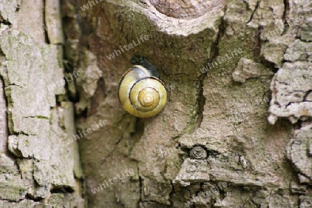 Schnecke