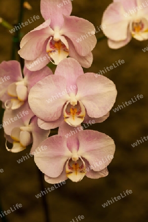 Orchidee