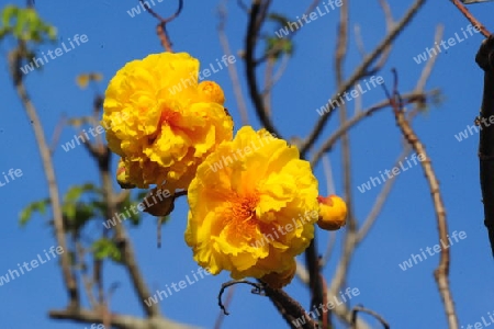 Butterblumenbaum- Cochlospermum vitifolium