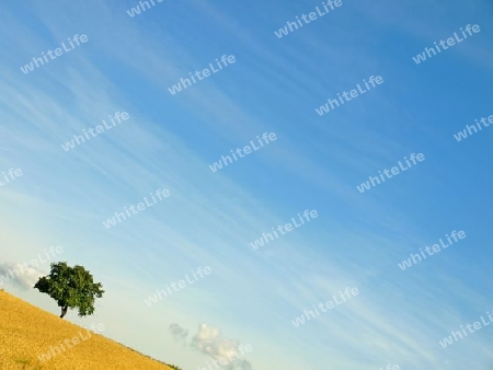 Baum im Weizenfeld