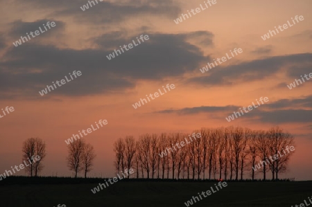 Baumreihe mit Abendhimmel