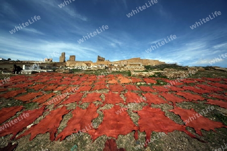 The fresh Leather gets dry on the sun near Leather production in front of the Citywall in the old City in the historical Town of Fes in Morocco in north Africa.