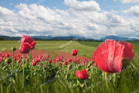 Mohnblumen im Getreidefeld