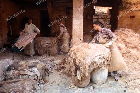 The Leather production in the old City in the historical Town of Fes in Morocco in north Africa.