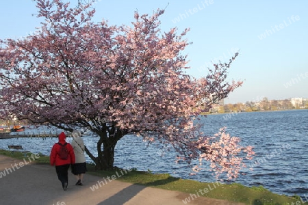 Kirschbl?te an einem Fr?hlingstag an der Alster in Hamburg