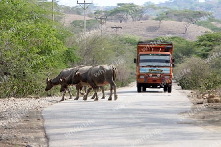 Asien, Suedostasien, Ost Timor, Timor-Leste, Timor, Venilale, Landschaft, LKW, Lastwagen, Transport, Strasse, Reisen, 
Ein Lastwagen und Wasserbueffel auf einer Hauptstrasse bei Venilale im zentralen Ost Timor in Ost Timor in Suedost Asien.       (U