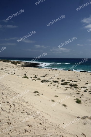 the Beach at the Sanddunes of Corralejo in the north of the Island Fuerteventura on the Canary island of Spain in the Atlantic Ocean.