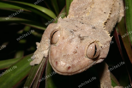 Kronengecko (Rhacodactylus ciliatus) an einer Pflanze - Portrait