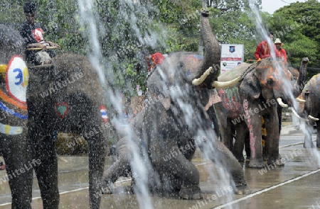 Das Songkran Fest oder Wasserfest zum Thailaendischen Neujahr ist im vollem Gange in Ayutthaya noerdlich von Bangkok in Thailand in Suedostasien.  