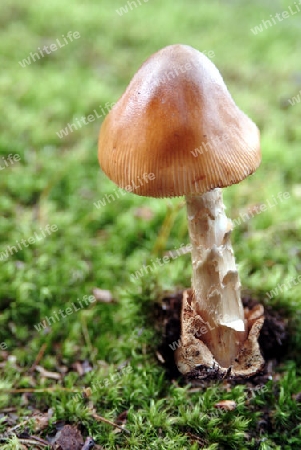 Amanita fulva