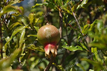 Granatapfel, Frucht - Punica granatum