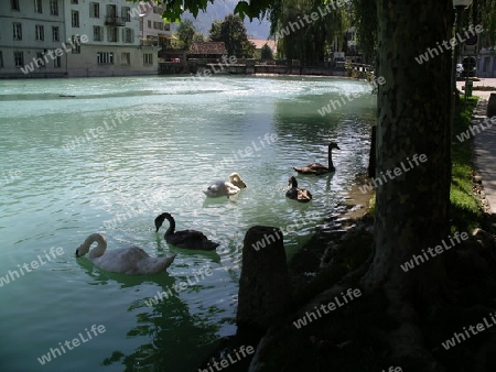 Hochwasser in Interlaken