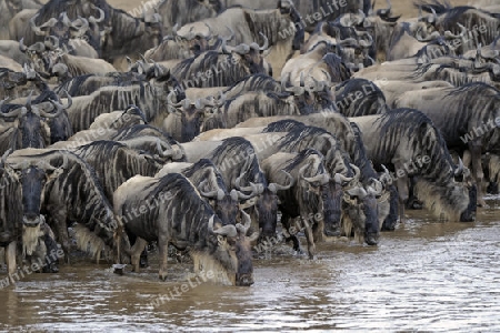 Gnu, Streifengnu, Weissbartgnu (Connochaetes taurinus), Gnumigration, dr?ngelnde Gnus am Mara Ufer, Masai Mara, Kenia