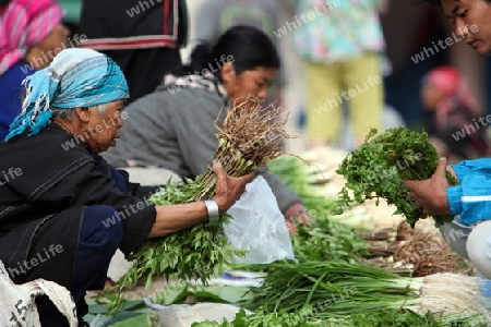 Der Markt im Bergdorf Mae Salong in der Huegellandschaft noerdlich von Chiang Rai in der Provinz Chiang Rai im Norden von Thailand in Suedostasien.