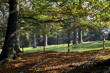 Wald, Waldrand, Waldwiese