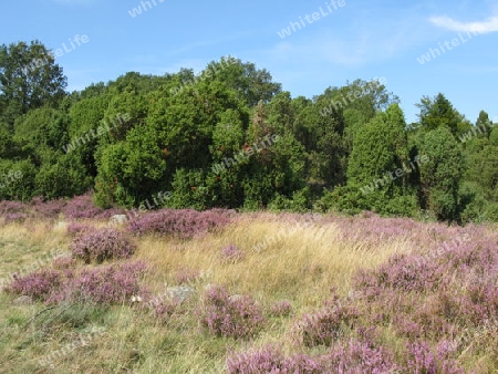 Die L?neburger Heide