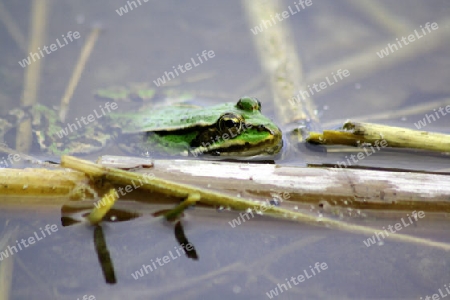 frosch in einem teich