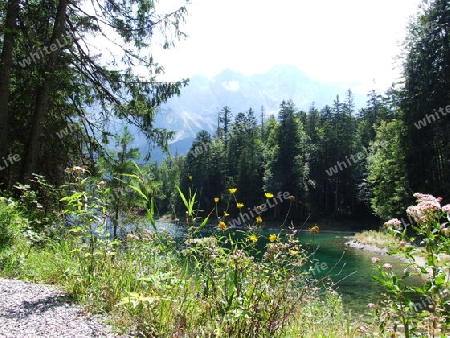 Natur am Eibsee