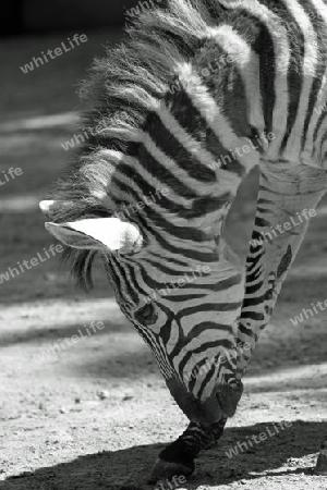 Zebra