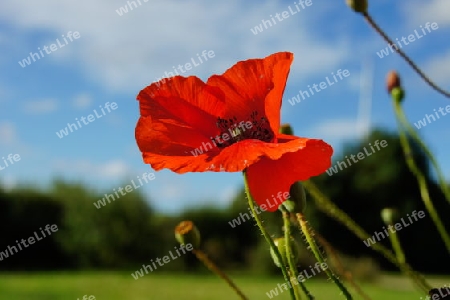 Mohn