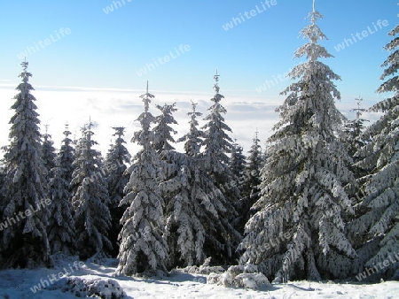 winter im wald