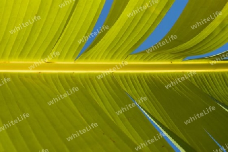 Banana leaf