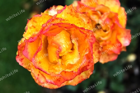 Top view of yellow and orange rose flower in a roses garden with a soft focus background.