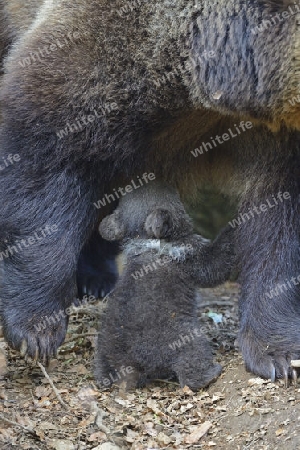 Europ?ischer Braunb?r (Ursus arctos), Muttertier s?ugt Jungtier, 3 Monate, captive, Bayern, Deutschland