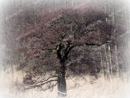 Baum im Herbst