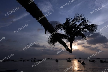 Der Strand  von Hat Sai Ri auf der Insel Ko Tao im Golf von Thailand im Suedwesten von Thailand in Suedostasien.