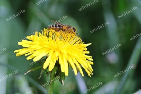 Biene auf L?wenzahn