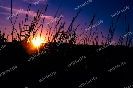 Sonnenuntergang im Feld