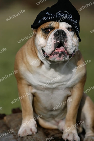 continental Bulldog mit M?tze