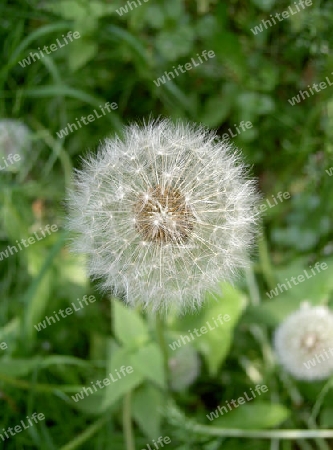 pusteblume