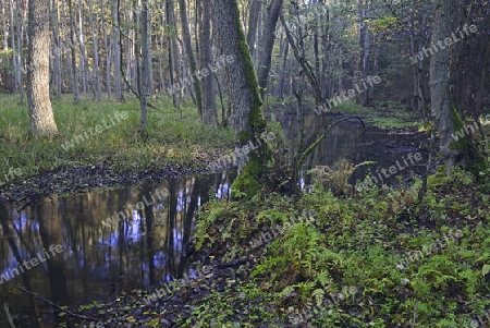 Fl?sschen Briese im Herbst im Landschaftsschutzgebiet Briesetal bei Berlin, Brandenburg, Deutschland, Europa