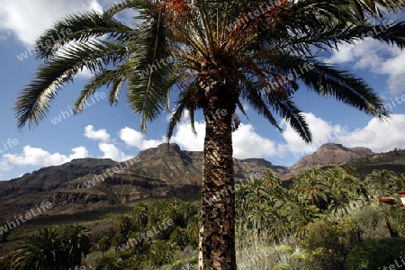 the Landscape near mountain Village of  Fataga in the centre of the Canary Island of Spain in the Atlantic ocean.